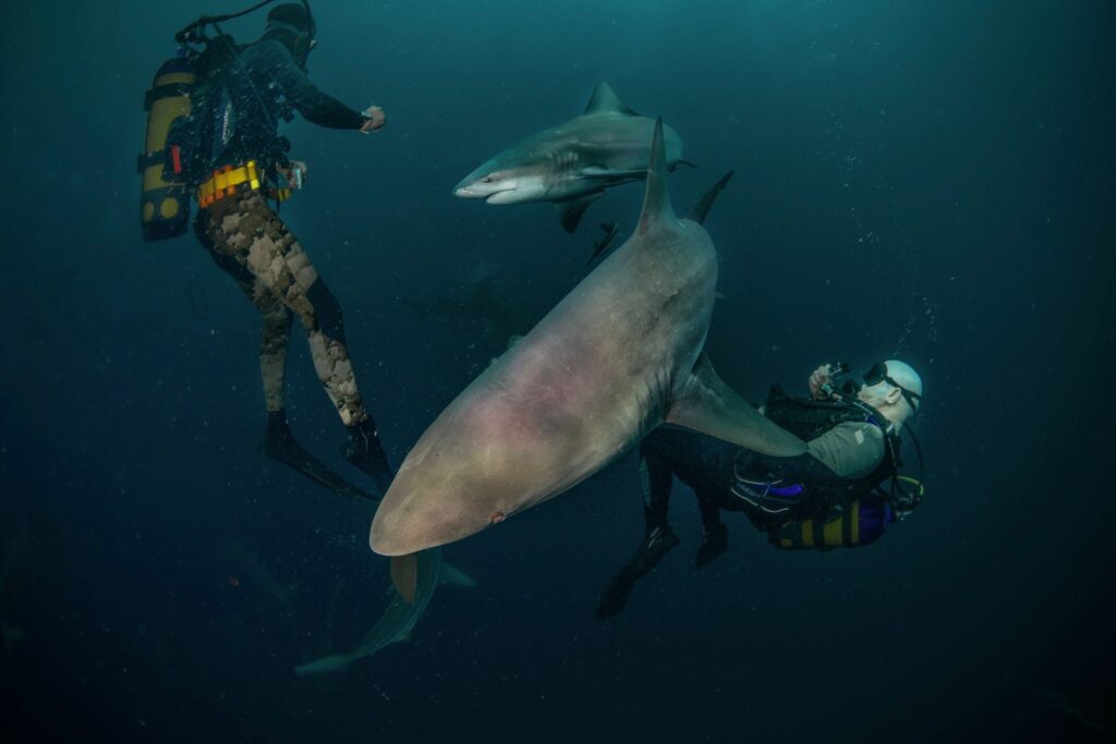 Divers with Blacktip and Bull Sharks Protea Banks South Africa