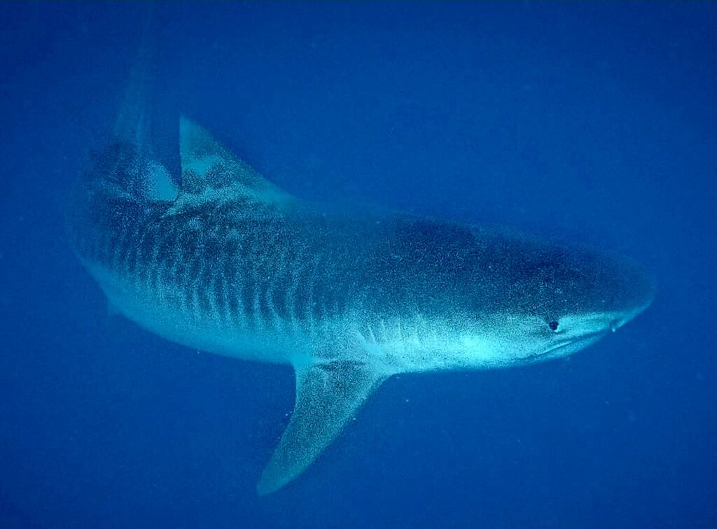 Tiger Shark in the blue ocean Protea Banks South Africa