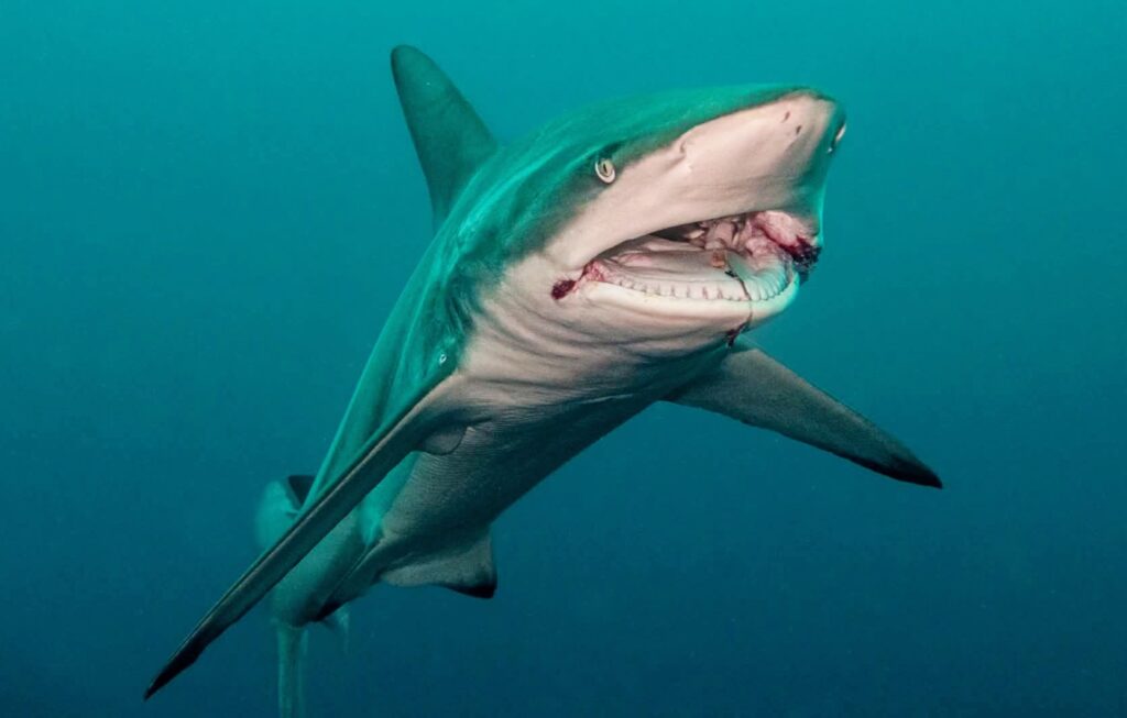 Blacktip shark Protea Banks South Africa in the blue ocean