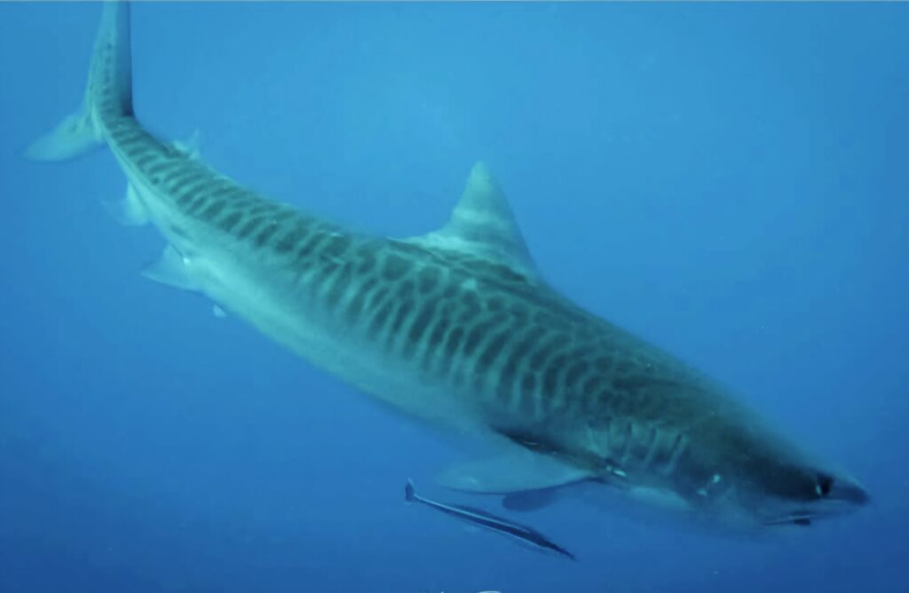 Tiger Shark in the blue ocean Protea Banks South Africa