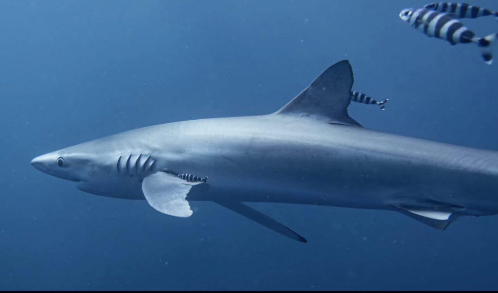 Blue Shark Agulhas Current Protea Banks South Africa