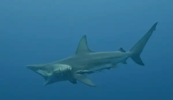 Feeding Blacktip Shark Protea Banks South Africa