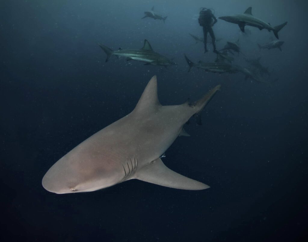 Bull Shark and a diver Protea Banks South Africa