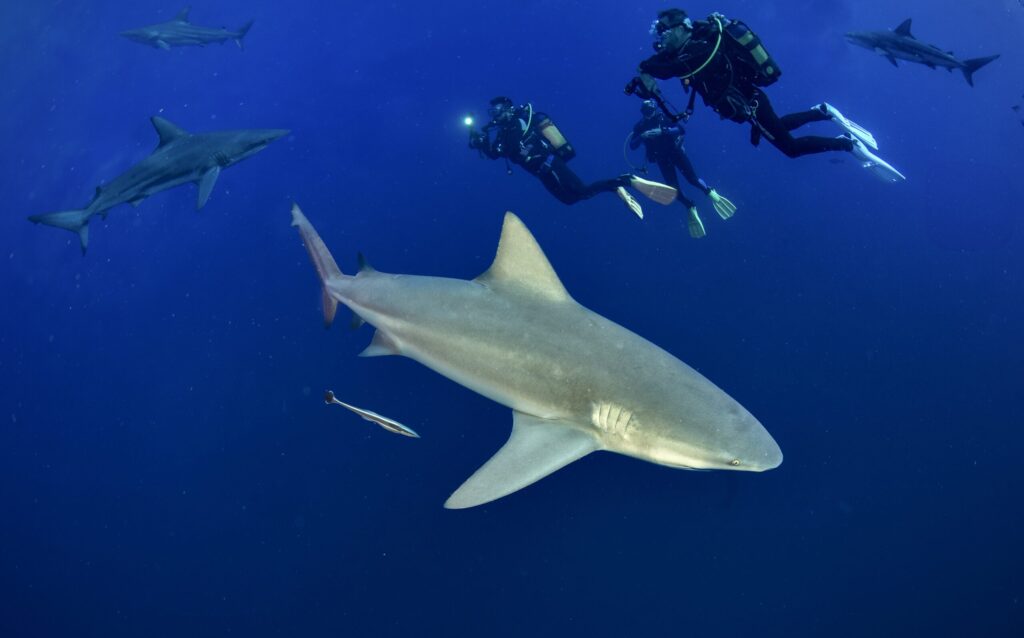 Sharks and divers Protea Banks