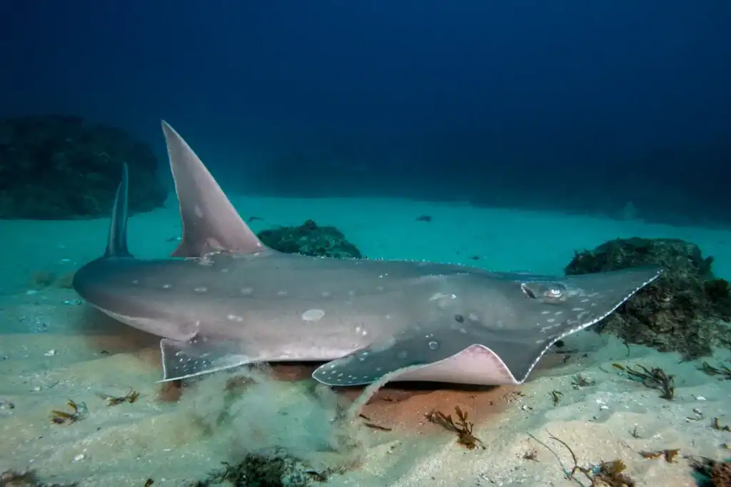 Guitar shark resting on sandy bottom off KwaZulu Natal coast