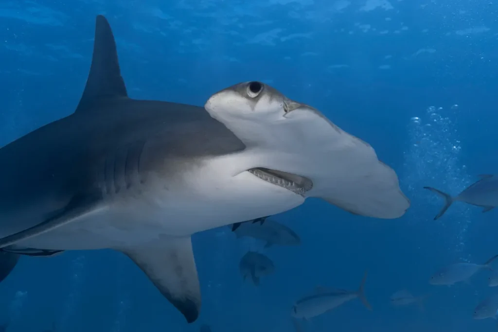 Hammerhead Shark Close up in the blue ocean Protea Banks South Africa