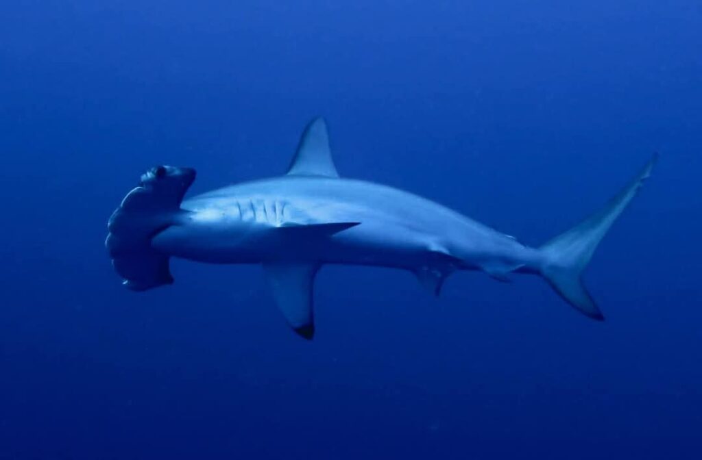 Hammerhead Shark in the blue ocean Protea Banks South Africa