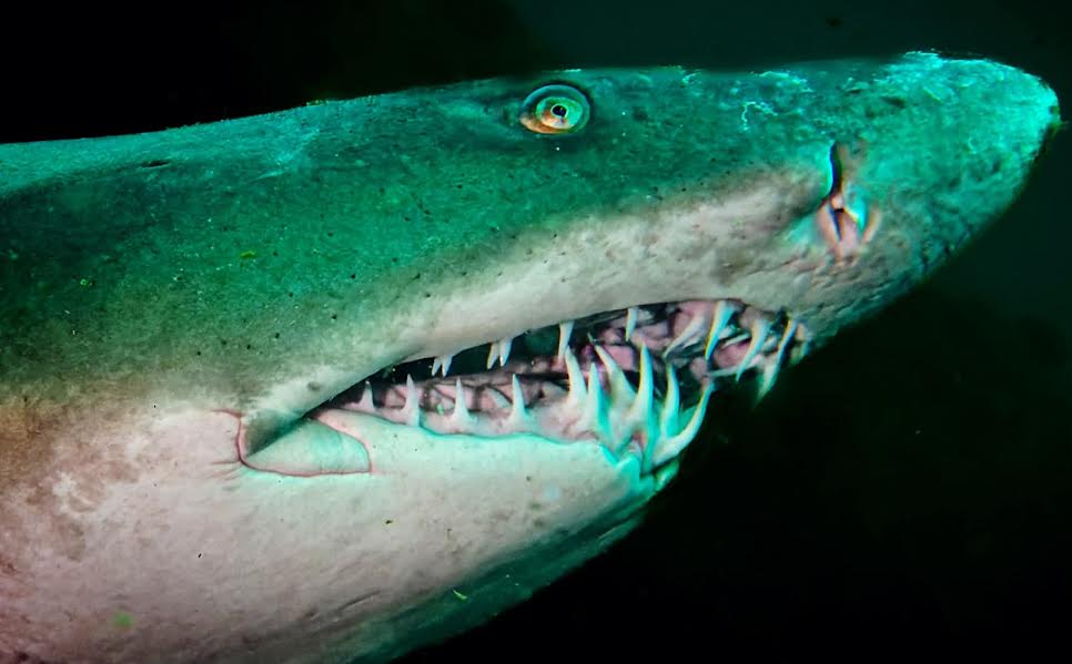 Close up of Ragged Tooth Sharks Teeth Protea Banks