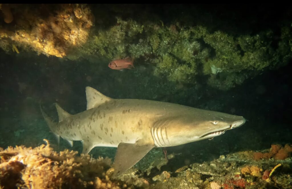 Ragged tooth shark with protruding teeth in a cave at Protea Banks South Africa