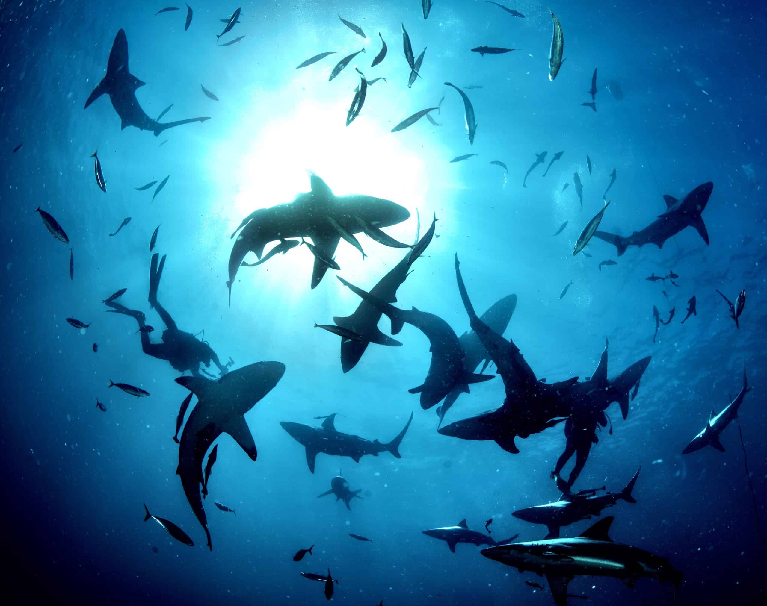 Blacktip sharks cruising in blue water at Protea Banks