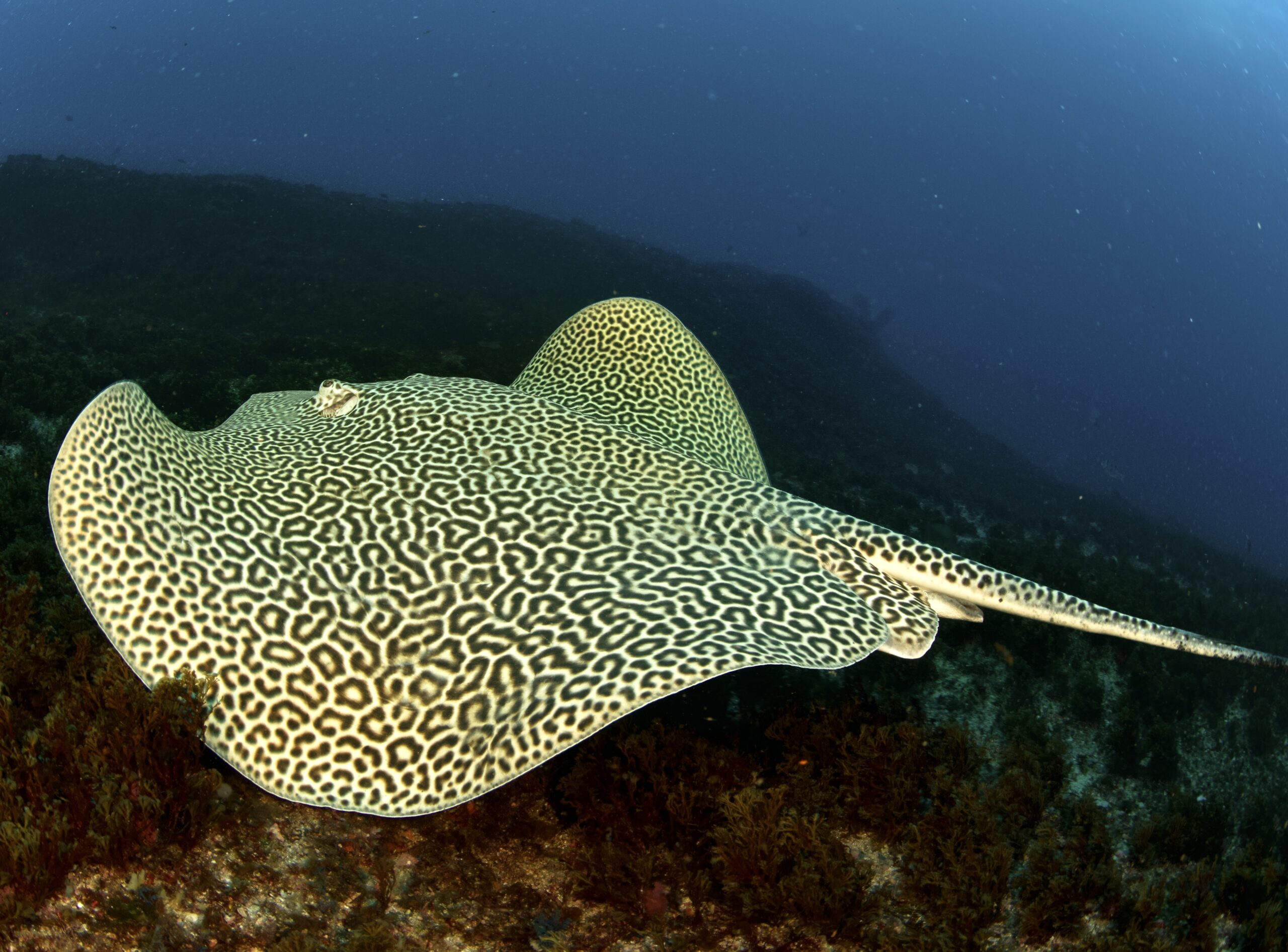 Honeycomb ray resting on the reef at Protea Banks
